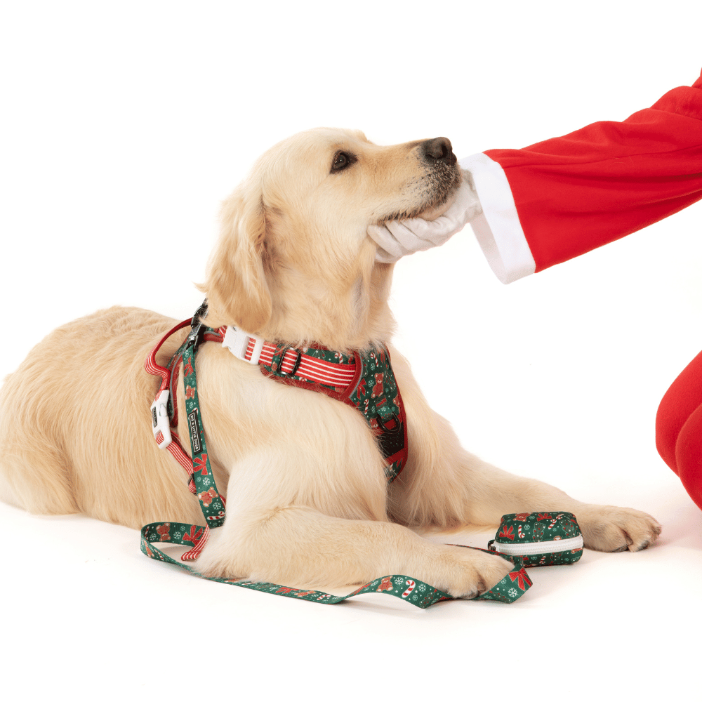 Big & Little Dogs A Beary Merry Christmas All Rounder Harness