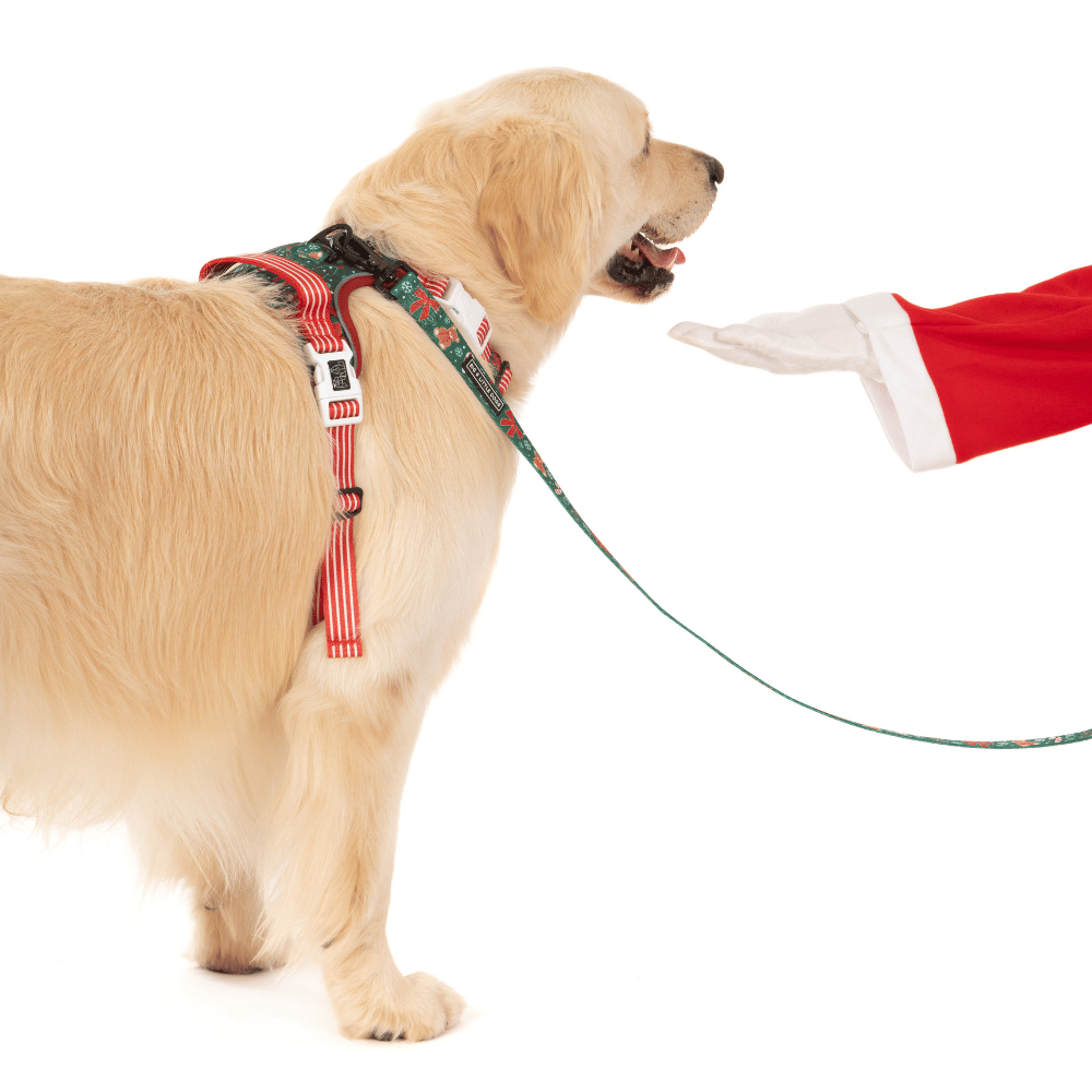 Big & Little Dogs A Beary Merry Christmas All Rounder Harness