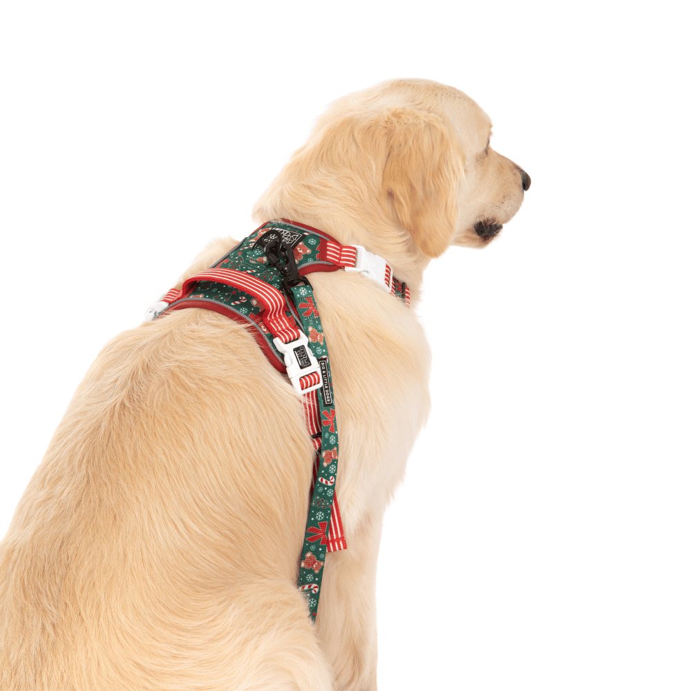 Big & Little Dogs A Beary Merry Christmas All Rounder Harness