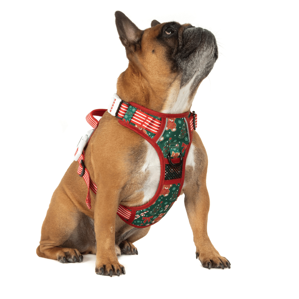 Big & Little Dogs A Beary Merry Christmas All Rounder Harness