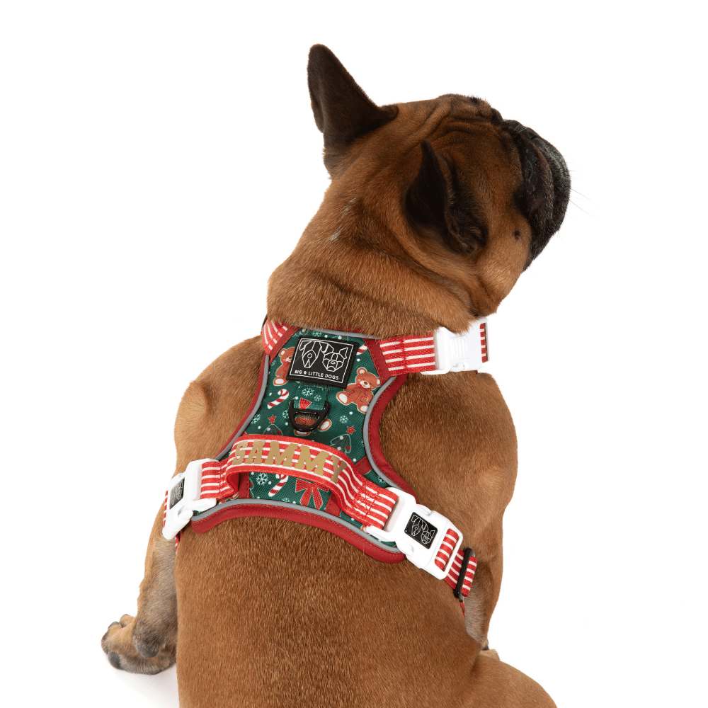 Big & Little Dogs A Beary Merry Christmas All Rounder Harness