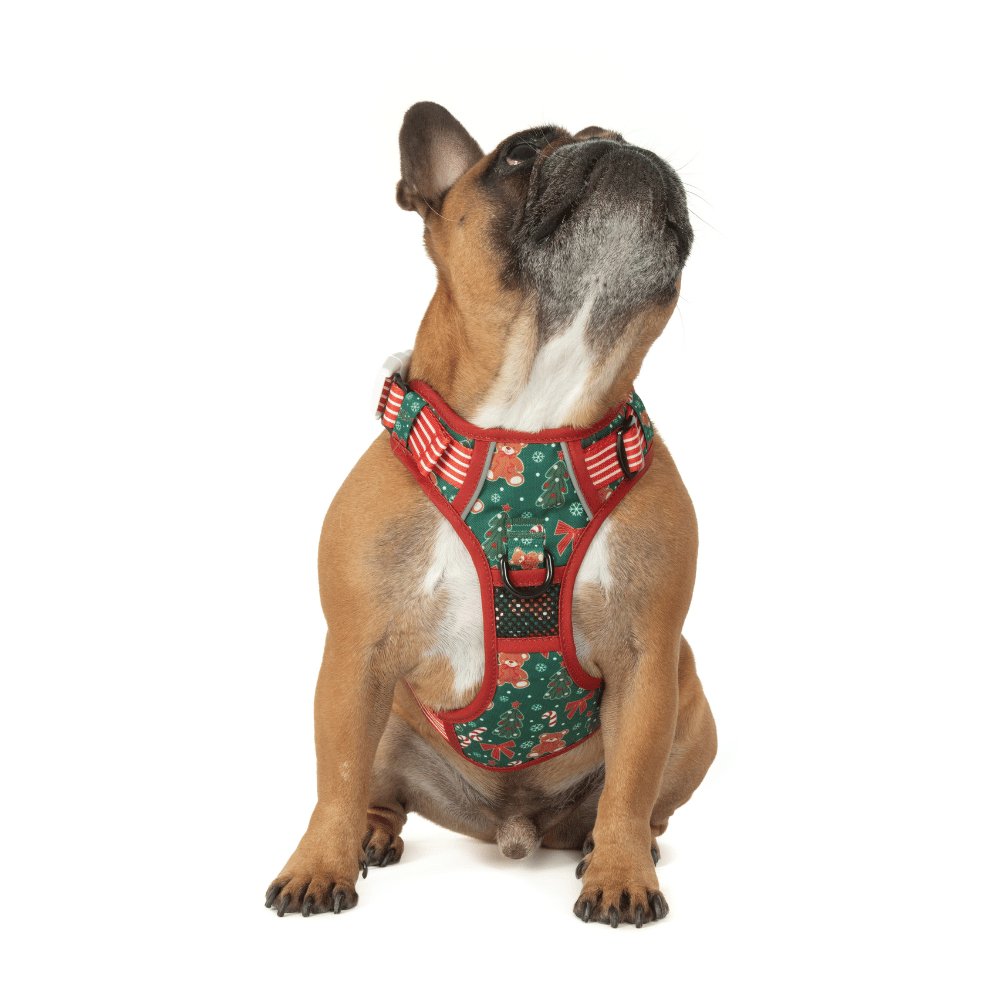 Big & Little Dogs A Beary Merry Christmas All Rounder Harness