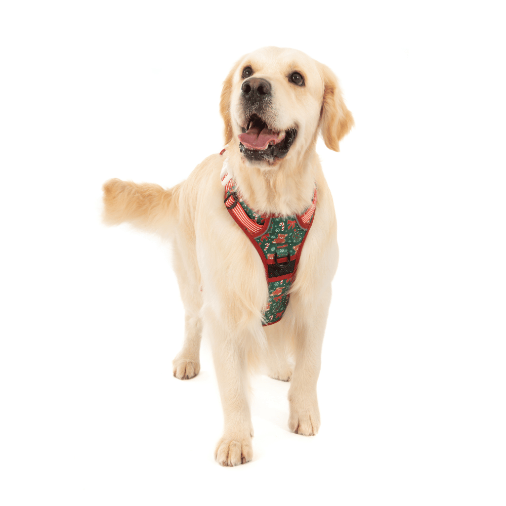 Big & Little Dogs A Beary Merry Christmas All Rounder Harness