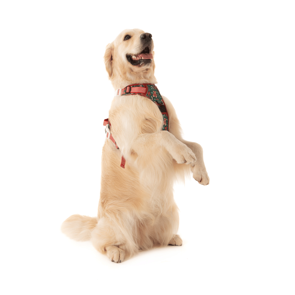 Big & Little Dogs A Beary Merry Christmas All Rounder Harness