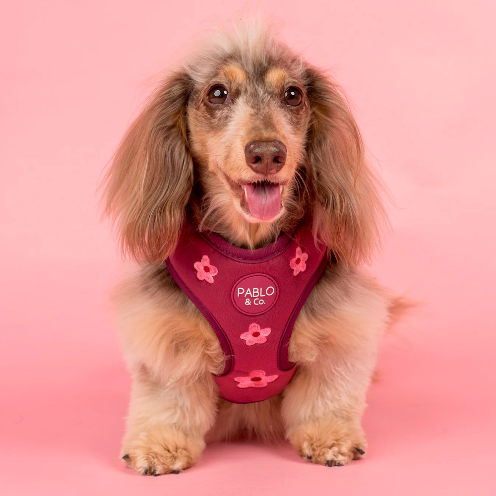Pablo & Co Bloom Baby Bloom Adjustable Harness Velvet