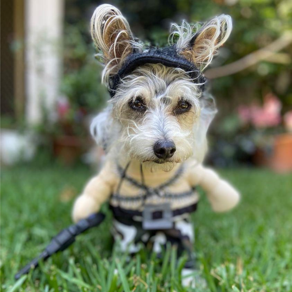 Rambo Dog Costume DoggyTopia DoggyTopia