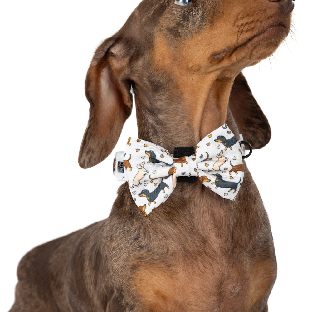 Big & Little Dogs Dashie Lovers Collar & Bow Tie