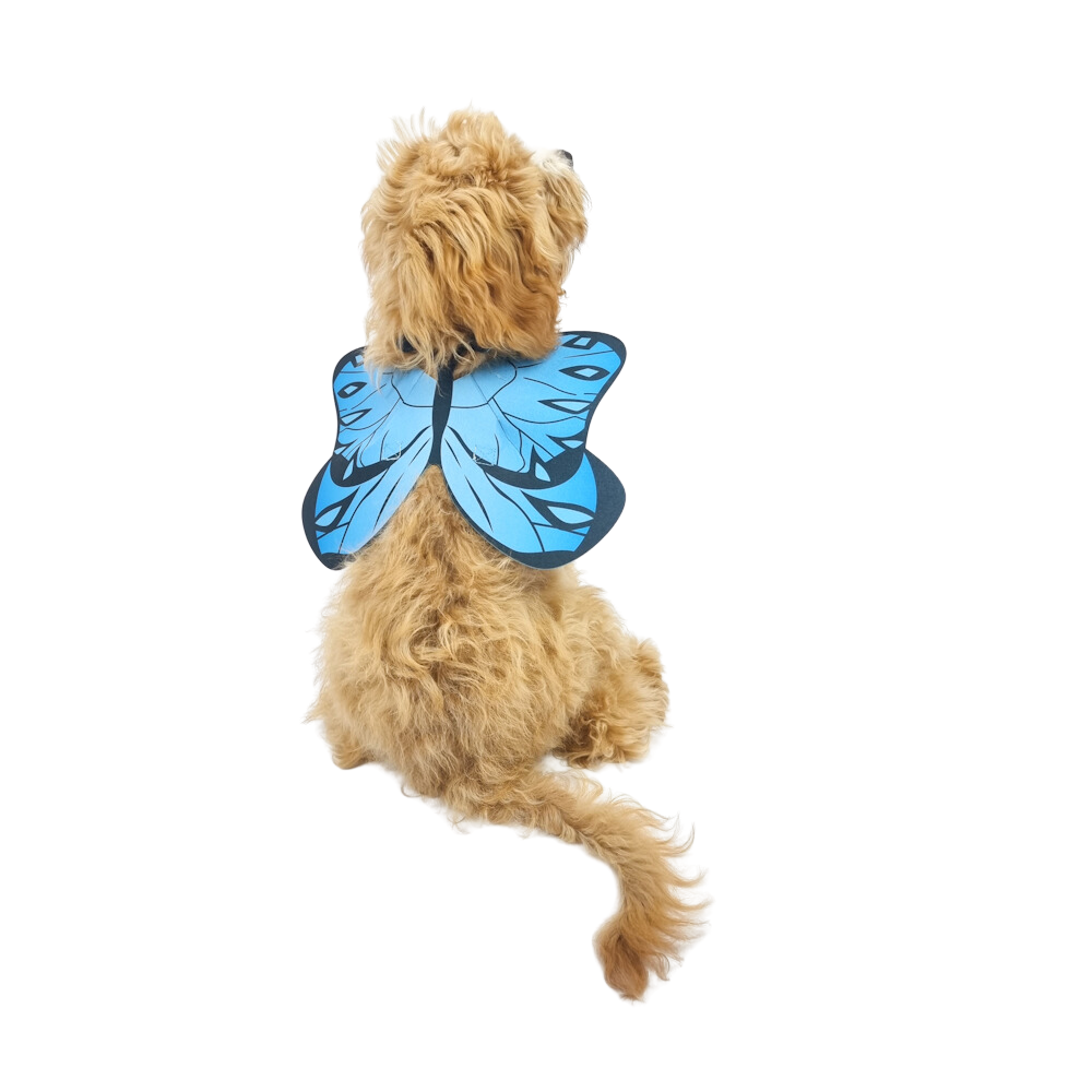 Dog Butterfly Wings