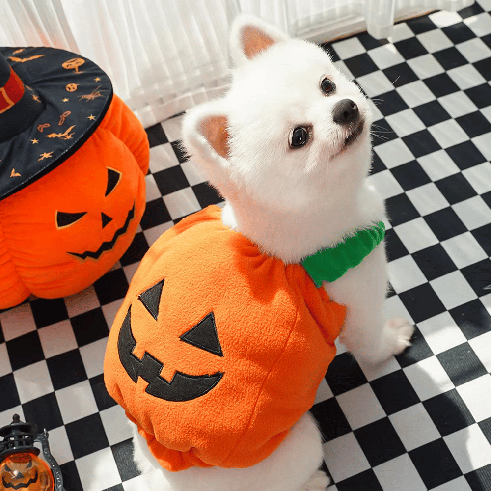 Halloween Pumpkin Dog Costume