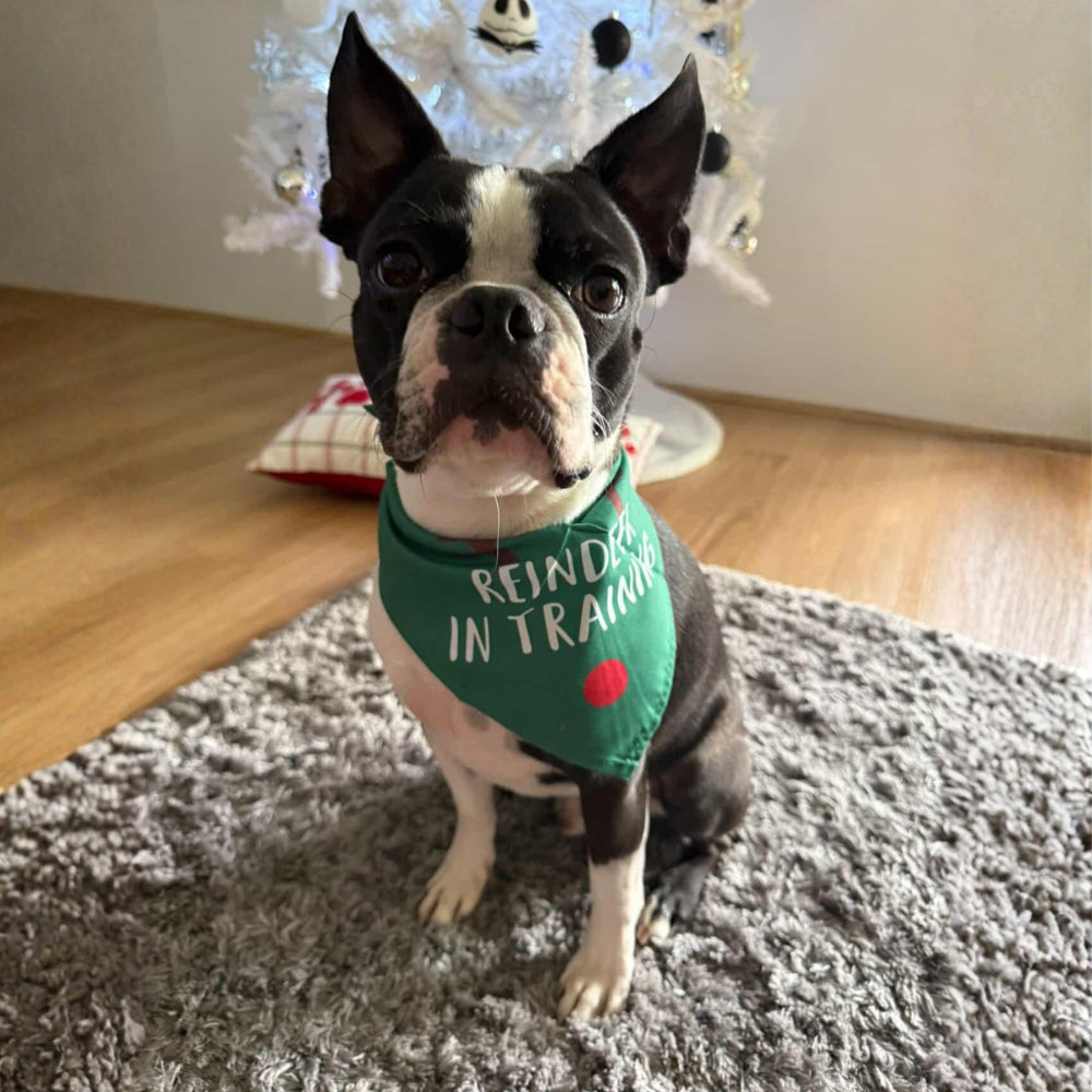 Reindeer in Training Dog Bandana