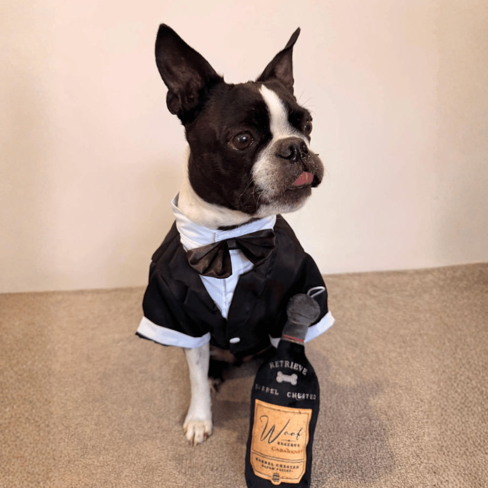 Black Tuxedo Small - Medium Dogs