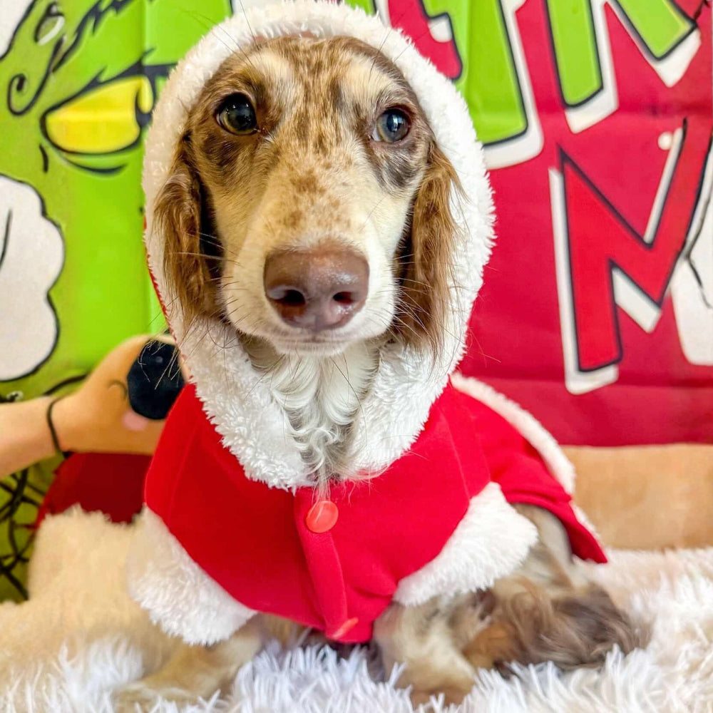 Mrs Clause Dog Costume