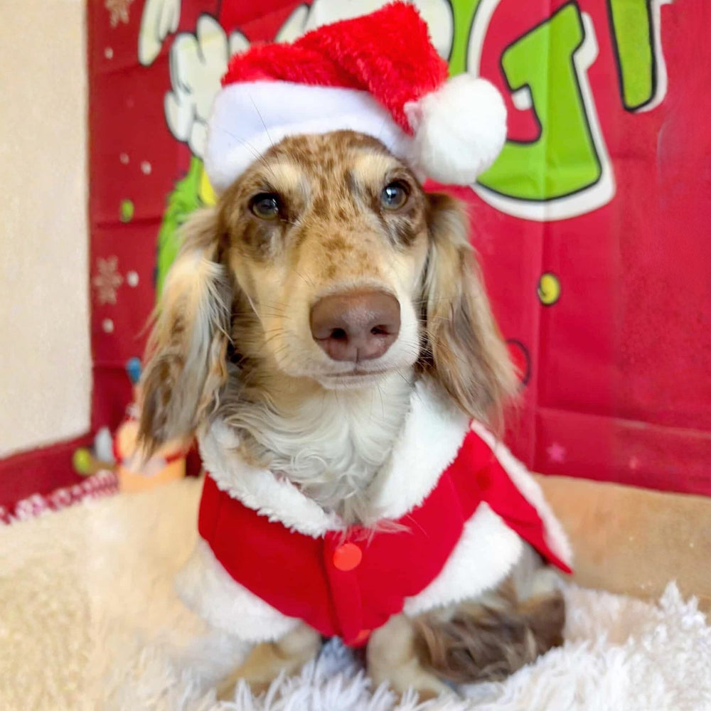 Mrs Clause Dog Costume