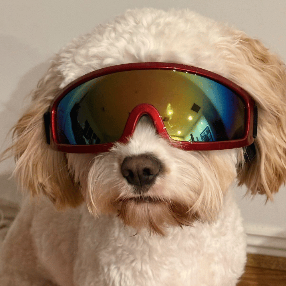 Rebel Dog Goggles