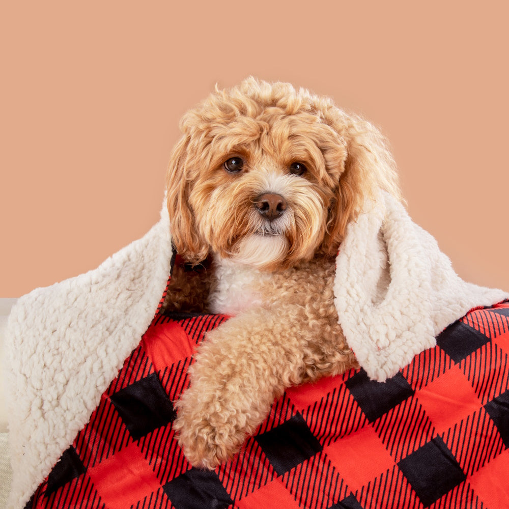 Big & Little Dogs Plaid To The Bone Plush Pet Blanket