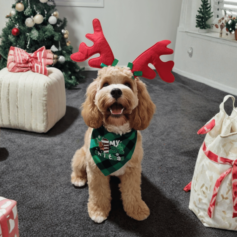 My 1st Christmas Green Plaid Bandana