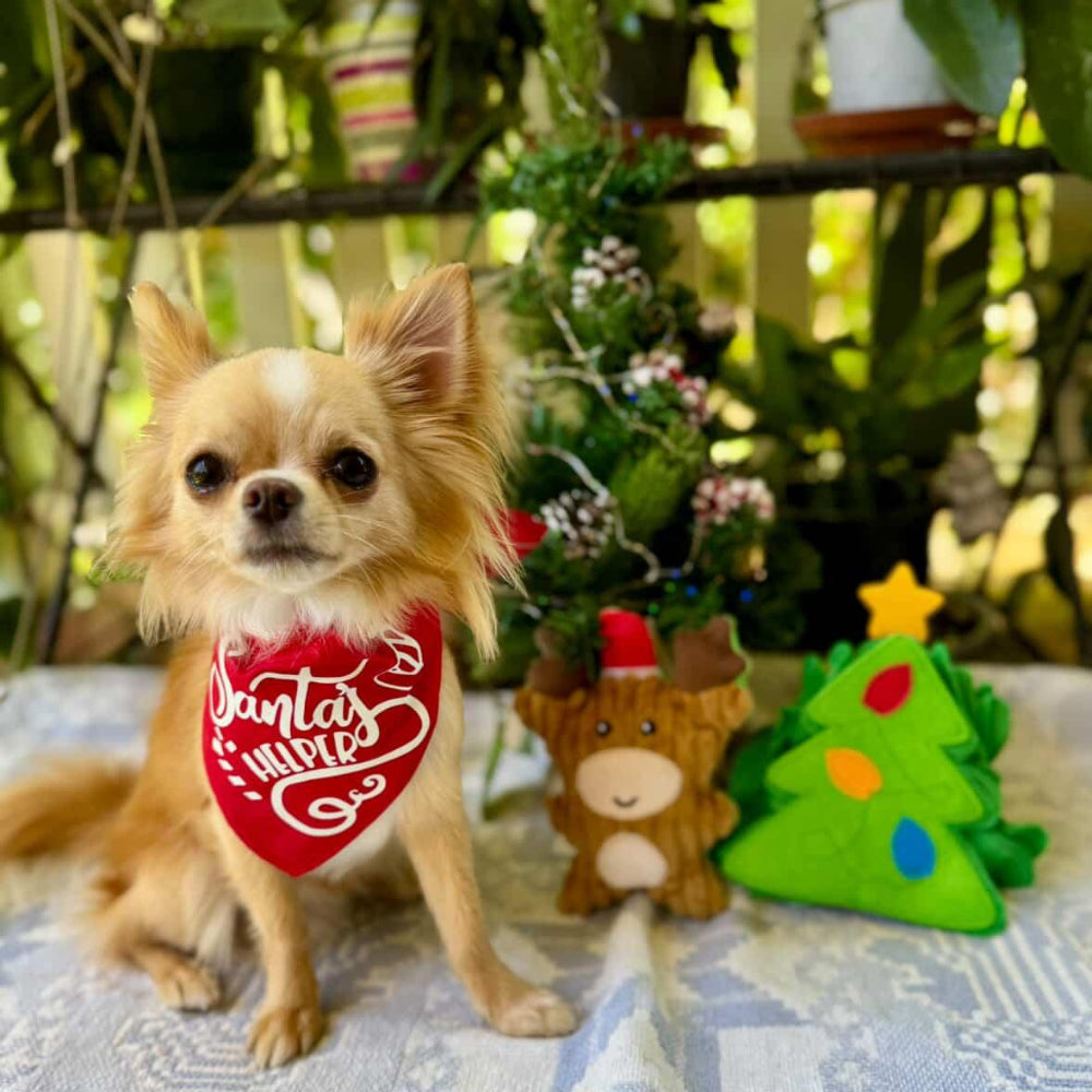 Christmas Tree Nose Work Toy