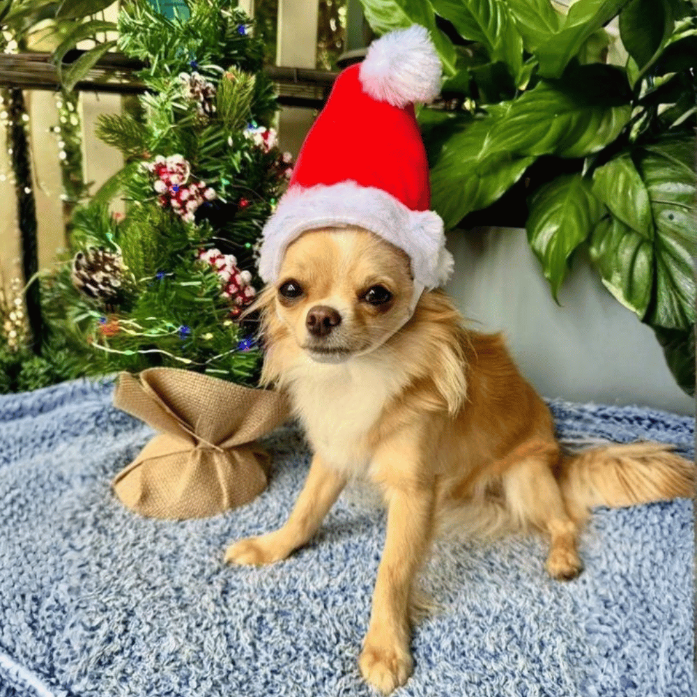 Deluxe Santa Hat