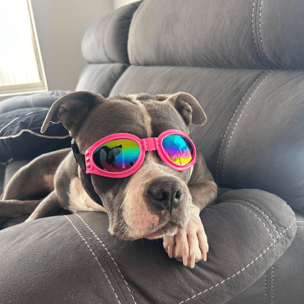 Classic Dog Goggles