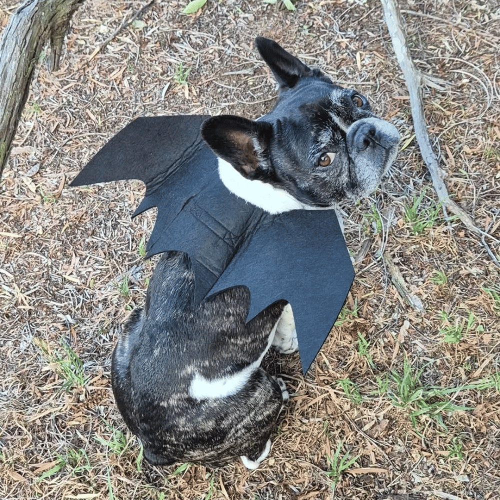 Dog Bat Wings Halloween Costume