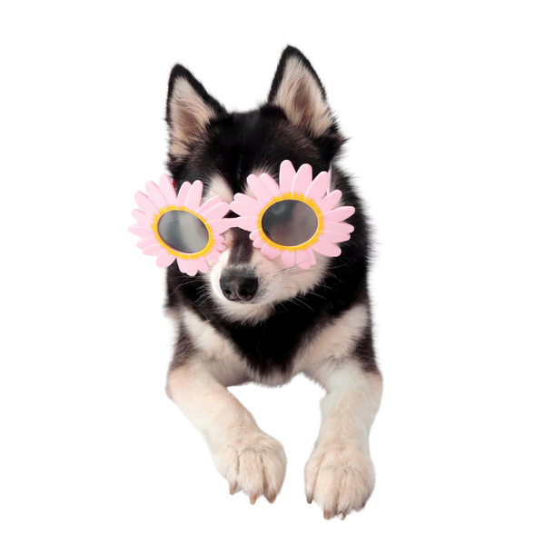 Daisy Dog Glasses
