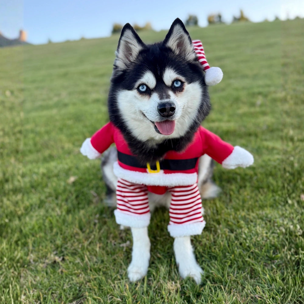 Santa Claus Upright Dog Costume