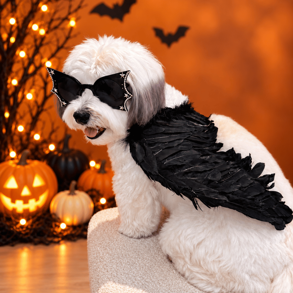 Angel Wings Dog Costume