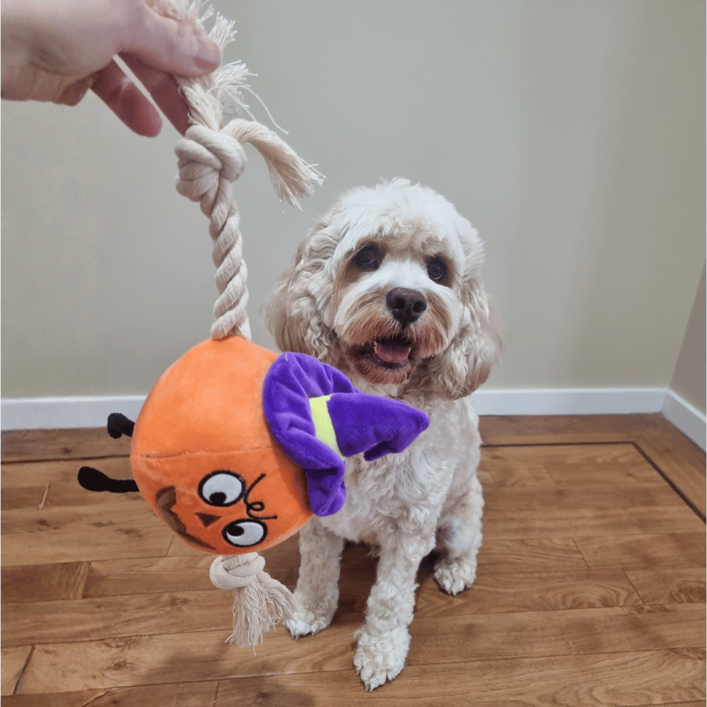 Witchy Pumpkin Rope Plush Dog Toy