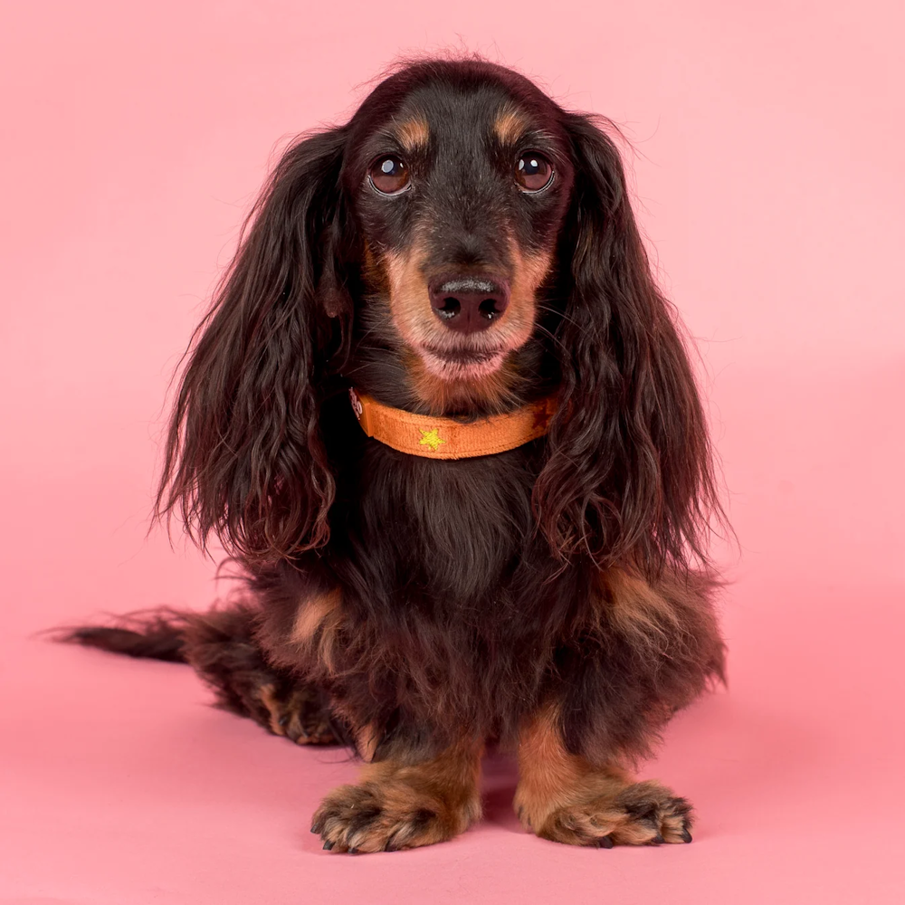 Pablo & Co You're A Star Dog Collar Velvet