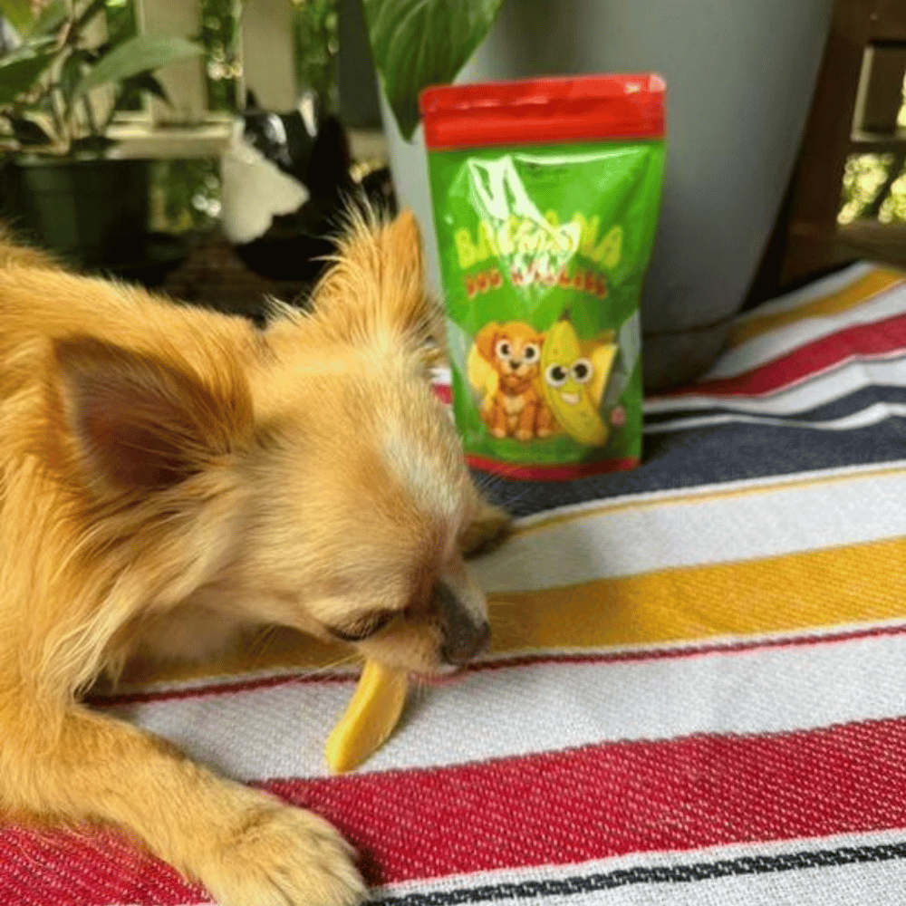 Banana Dog Lollies - Lollies from DoggyTopia at DoggyTopia