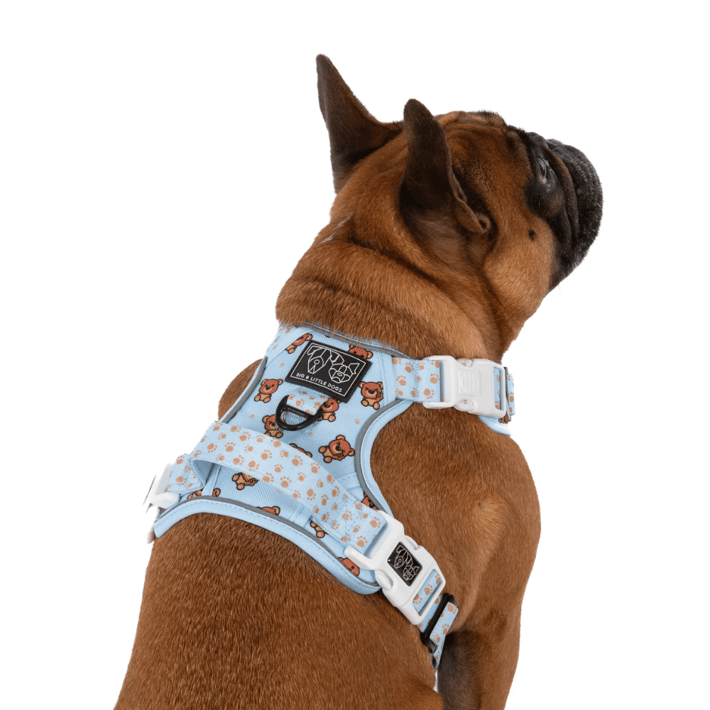 Big & Little Dogs All Rounder Harness: Cuddle Club - All Rounder Harnesses from Big & Little Dogs at DoggyTopia
