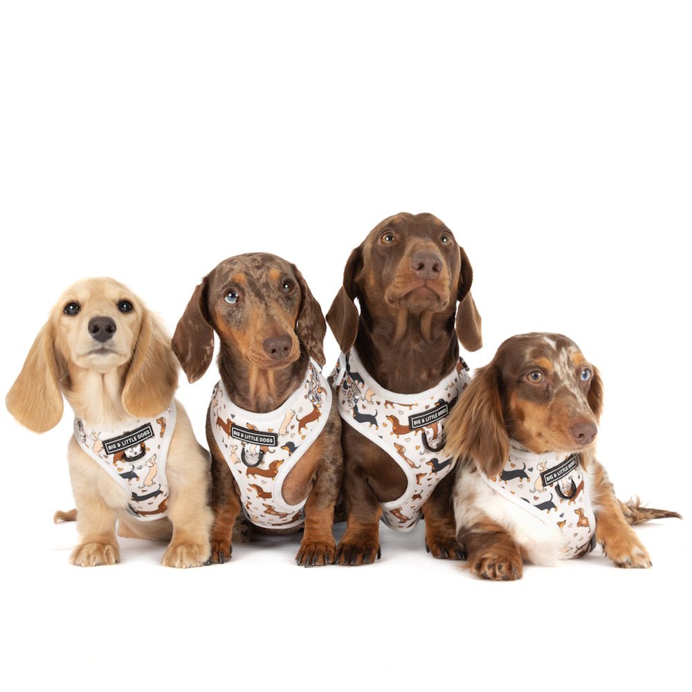 Big & Little Dogs Dashie Lovers Adjustable Harness - Adjustable Harnesses from Sale at DoggyTopia