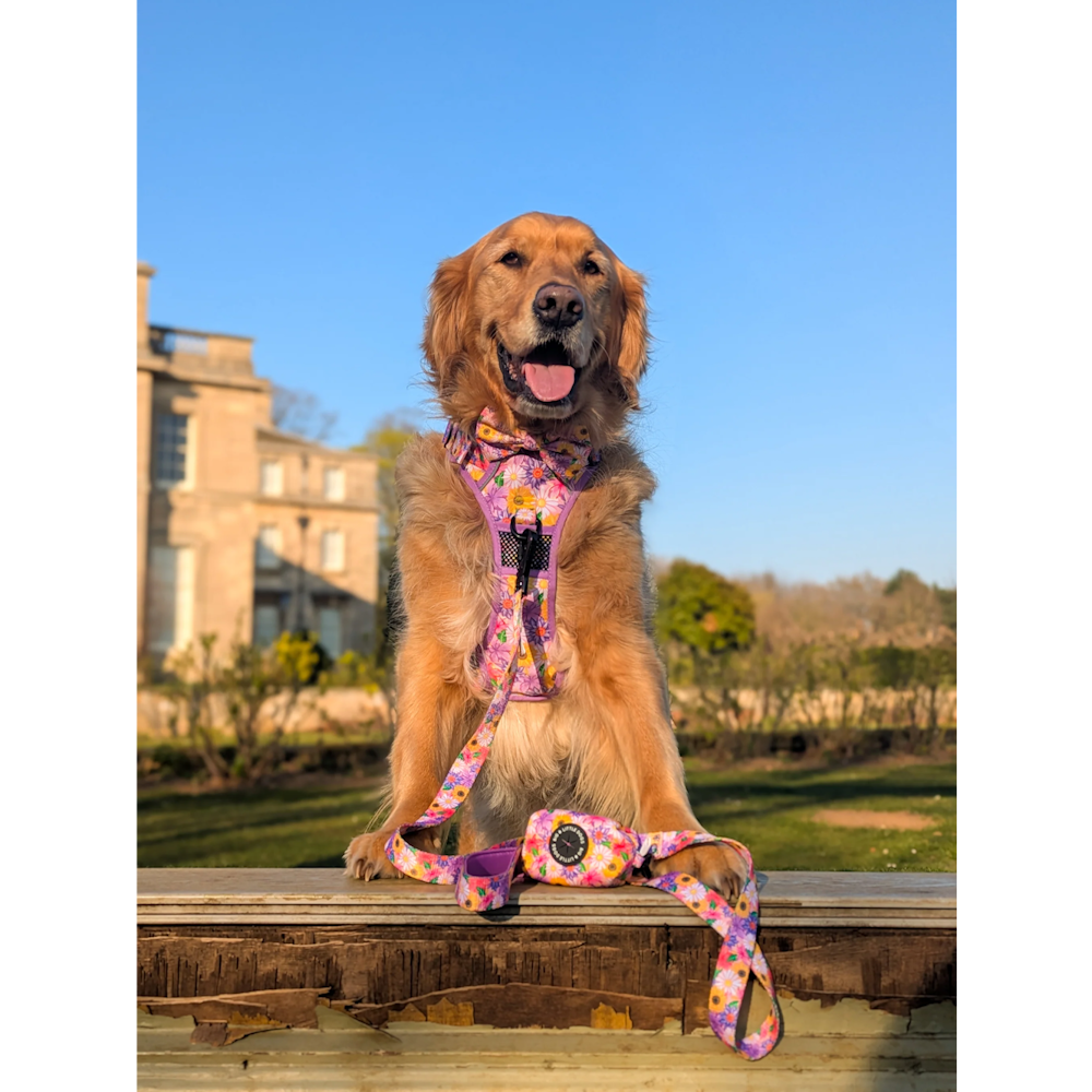Big & Little Dogs Leash: Spring Fling - Leashes & Leads from Sale at DoggyTopia