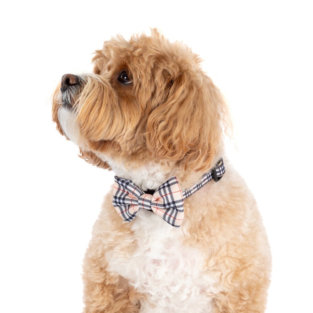 Big & Little Dogs Nova Plaid Collar & Bow Tie - Collar & Bow Ties from Big & Little Dogs at DoggyTopia