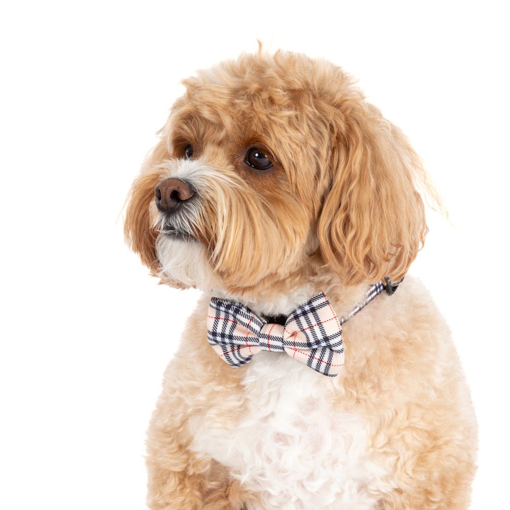 Big & Little Dogs Nova Plaid Collar & Bow Tie - Collar & Bow Ties from Big & Little Dogs at DoggyTopia