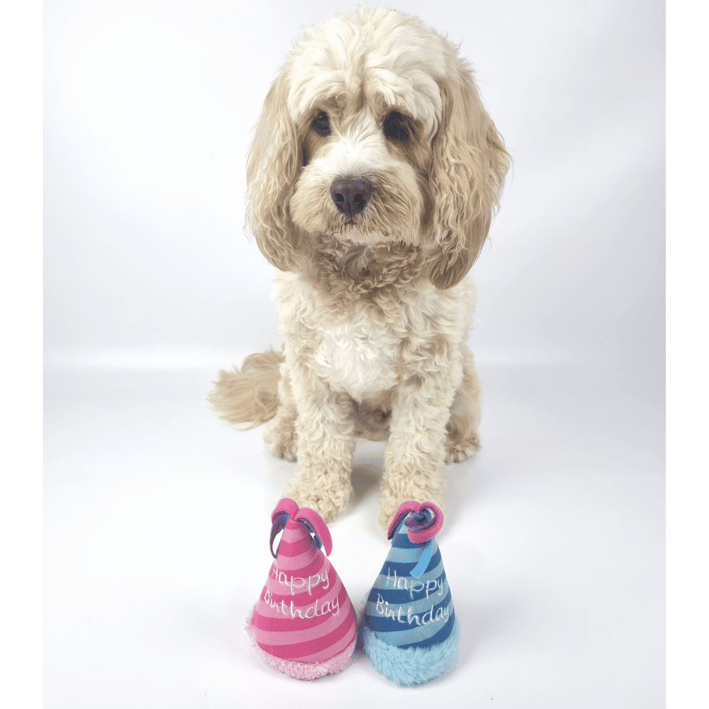 Birthday Party Hat Plush Dog Toy - Blue - Designer Toys from Haute Diggity Dog at DoggyTopia