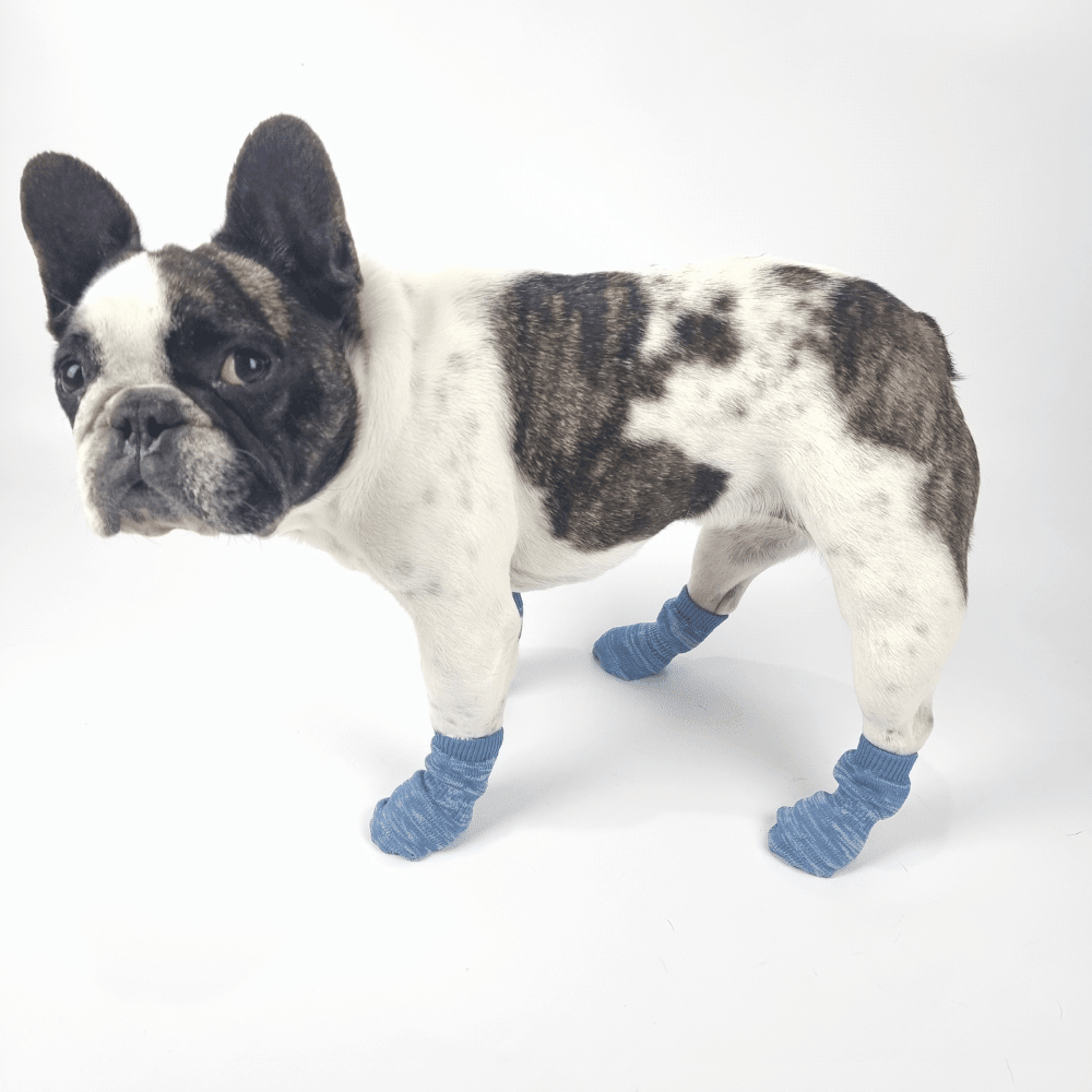 Bubblegum Blue Dog Socks - Dog Socks from . at DoggyTopia