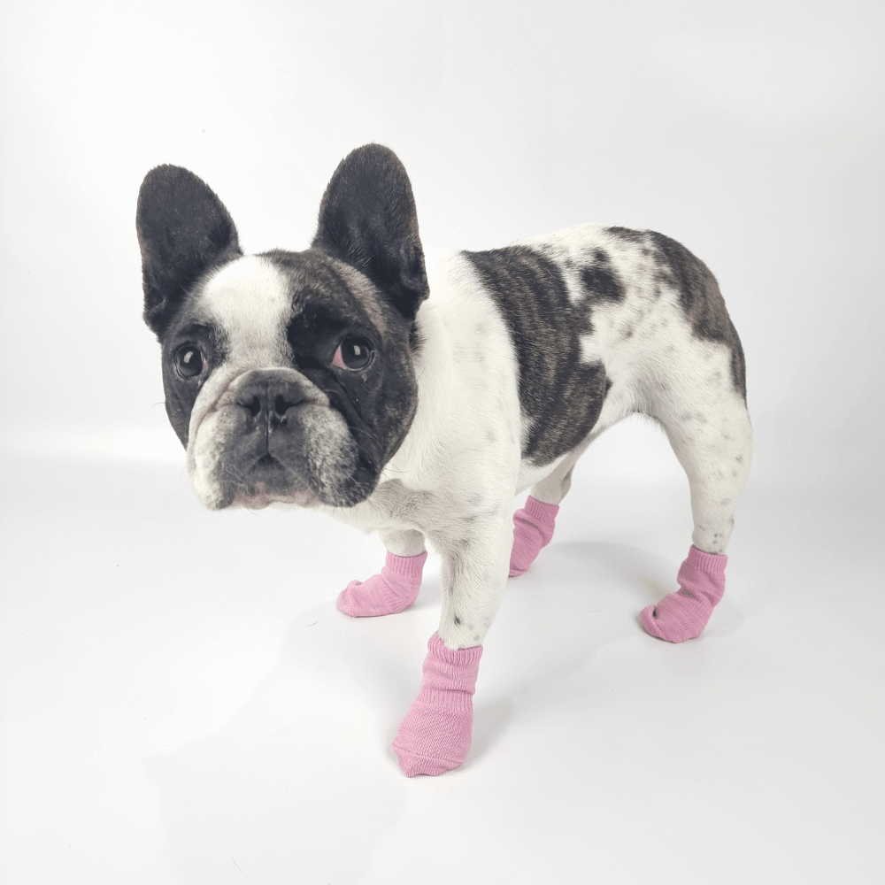 Bubblegum Pink Dog Socks - Dog Socks from . at DoggyTopia