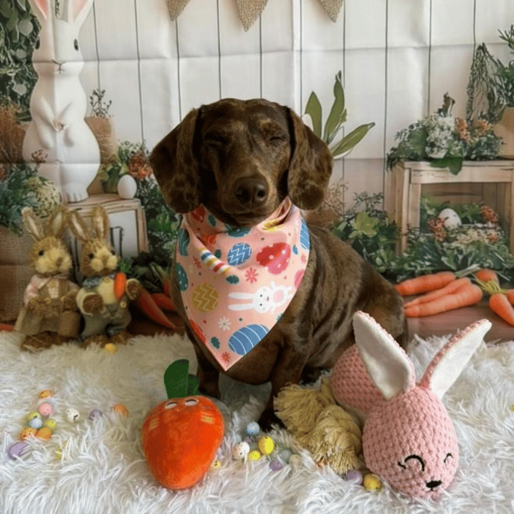 Carrot Squeaker Dog Toy - Plush Toys from . at DoggyTopia