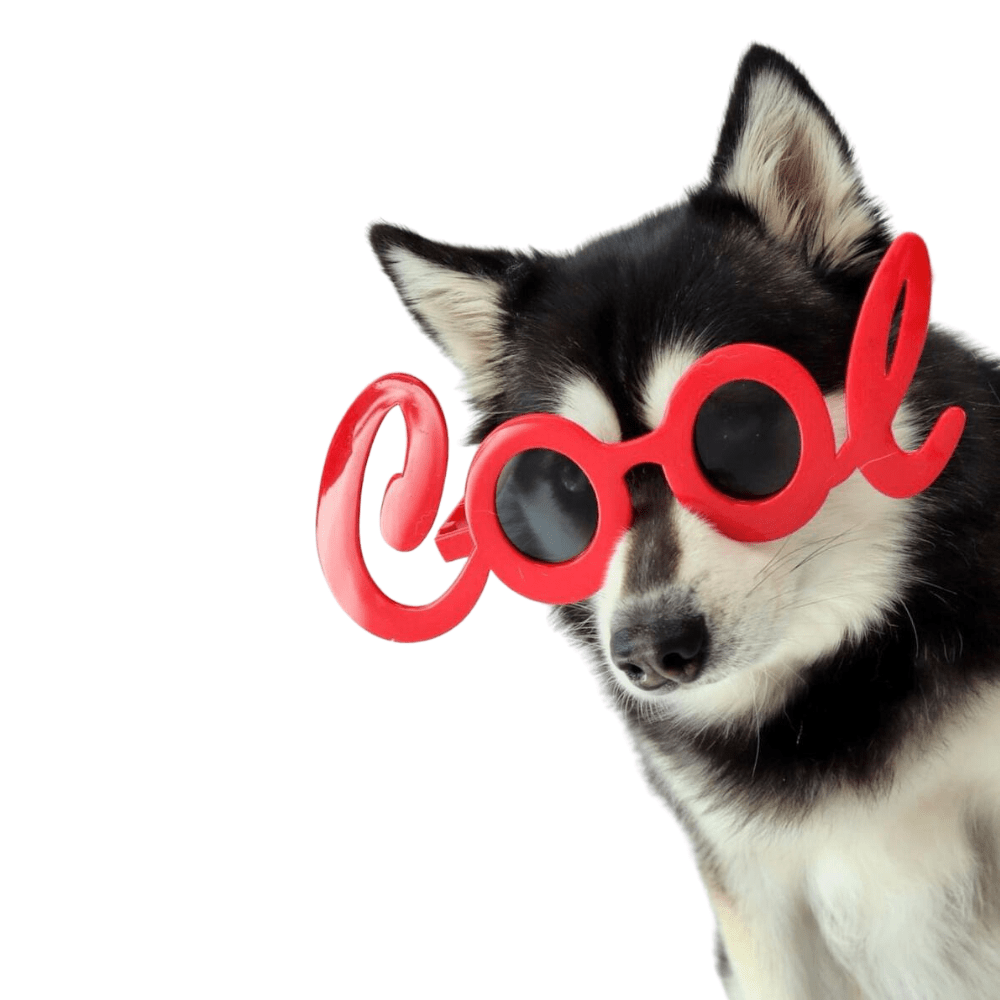 Cool Dog Glasses - Sunglasses from Sale at DoggyTopia