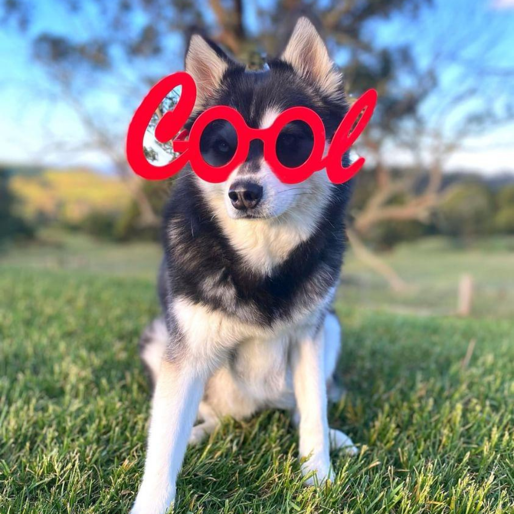 Cool Dog Glasses - Sunglasses from Sale at DoggyTopia