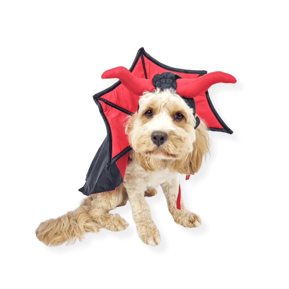Devil Vampire Dog Costume - Costumes from Halloween at DoggyTopia