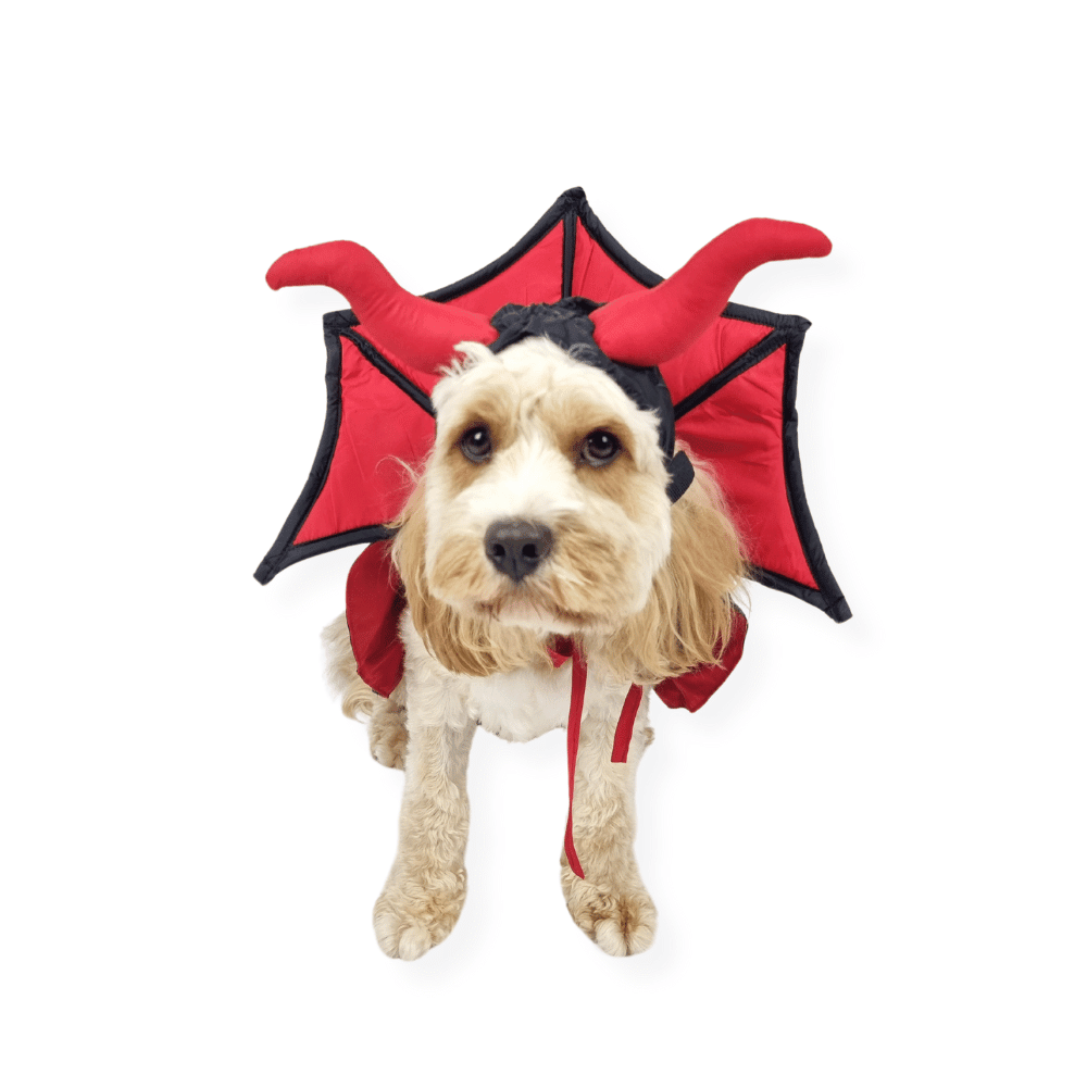 Devil Vampire Dog Costume - Costumes from Halloween at DoggyTopia