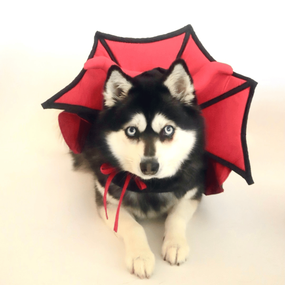 Devil Vampire Dog Costume - Costumes from Halloween at DoggyTopia