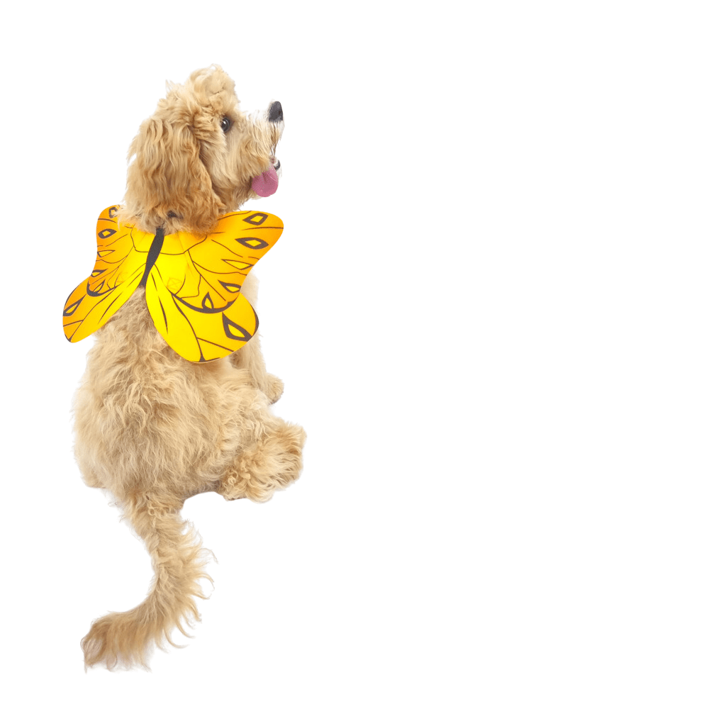 Dog Butterfly Wings - Costumes from . at DoggyTopia