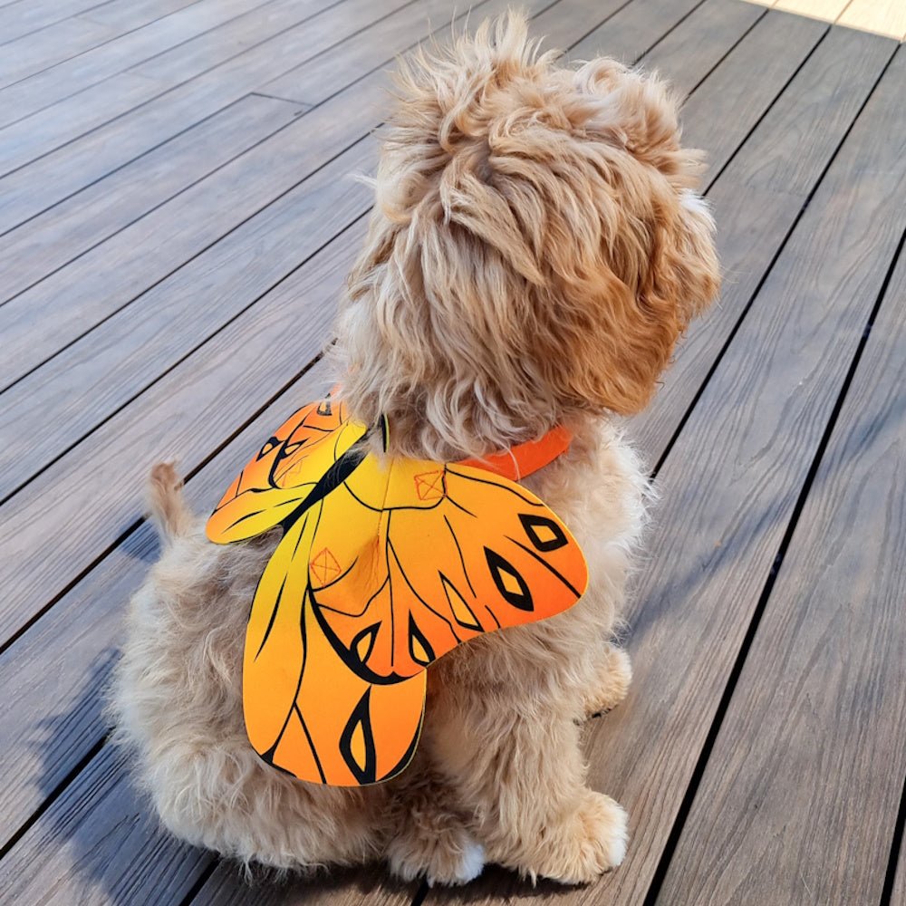 Dog Butterfly Wings - Costumes from . at DoggyTopia