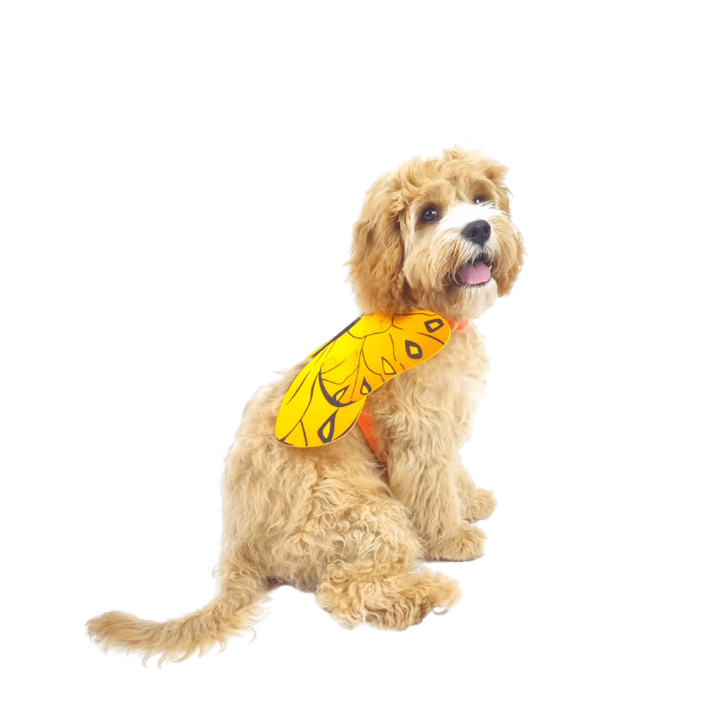 Dog Butterfly Wings - Costumes from . at DoggyTopia
