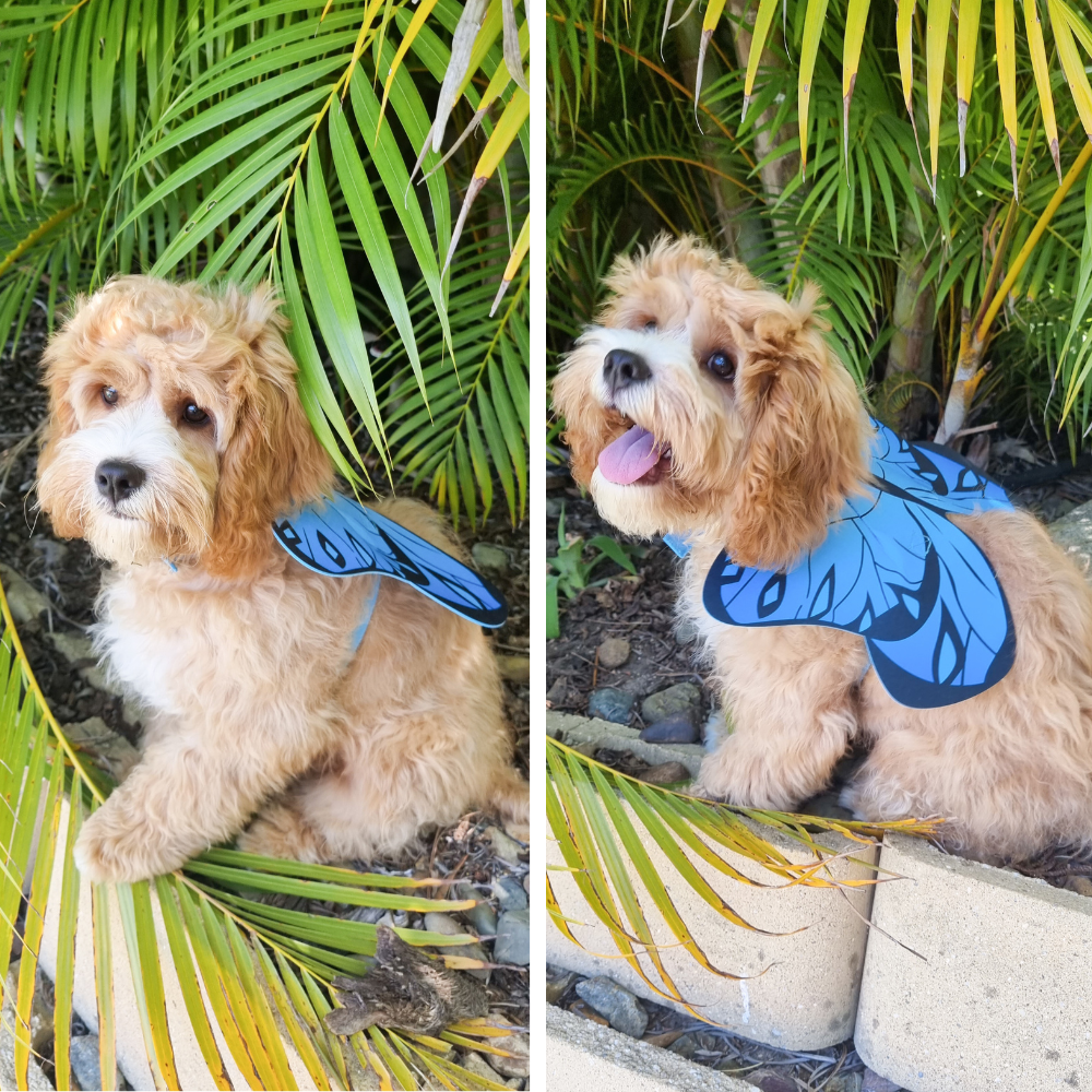 Dog Butterfly Wings - Costumes from . at DoggyTopia