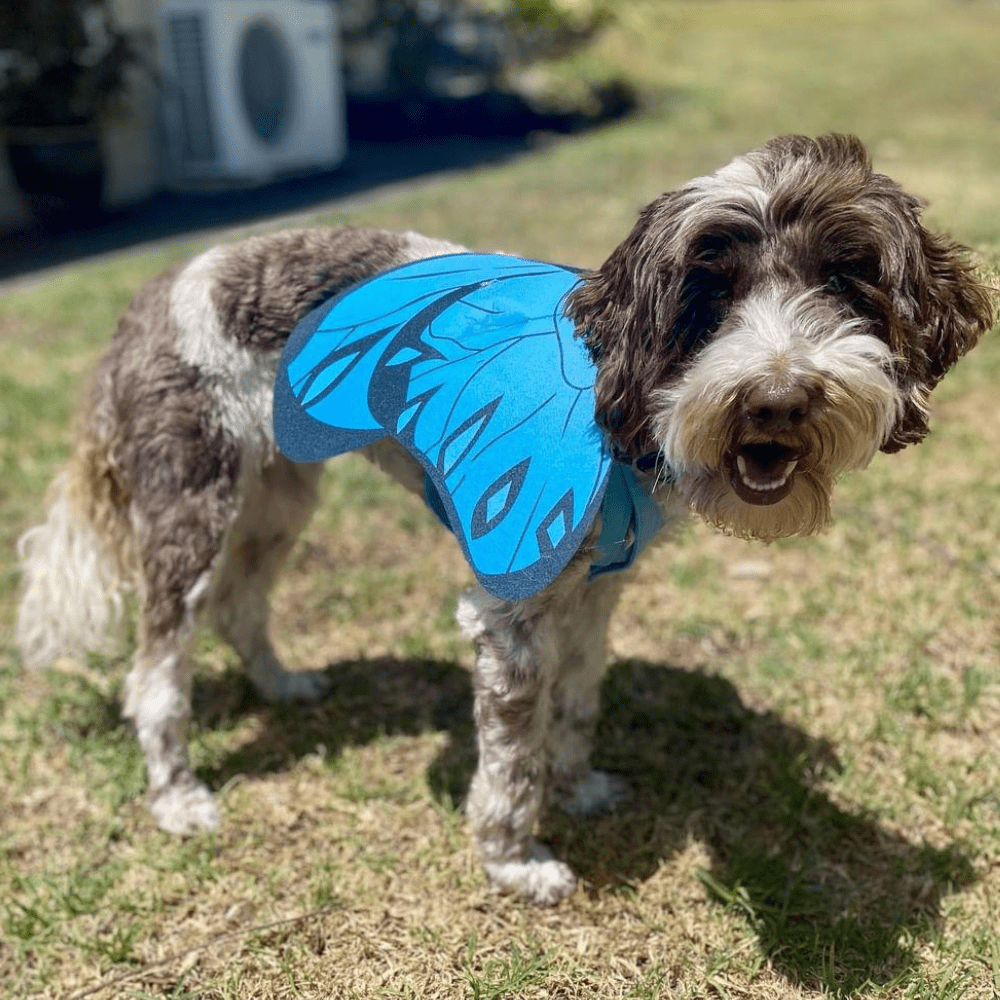 Dog Butterfly Wings - Costumes from . at DoggyTopia
