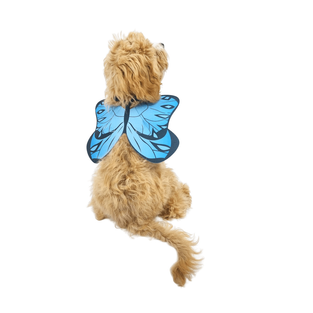 Dog Butterfly Wings - Costumes from . at DoggyTopia